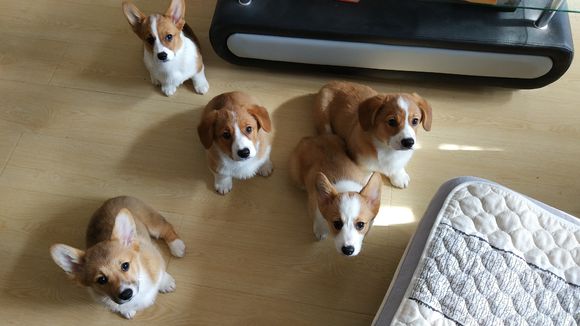 柯基怀孕2月生了5只小奶狗，主人一只没送，网友：一看就是土豪！