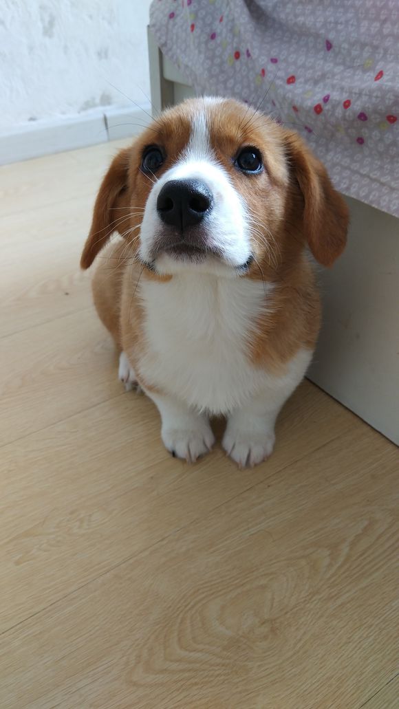 柯基怀孕2月生了5只小奶狗，主人一只没送，网友：一看就是土豪！