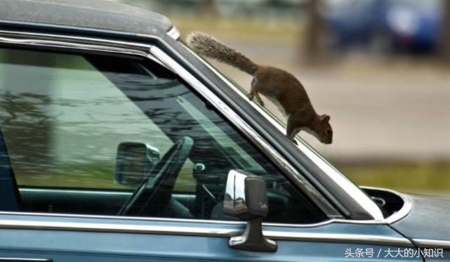 怎么去除汽车上腐烂食物,怎么去除车上的动物有腐臭味