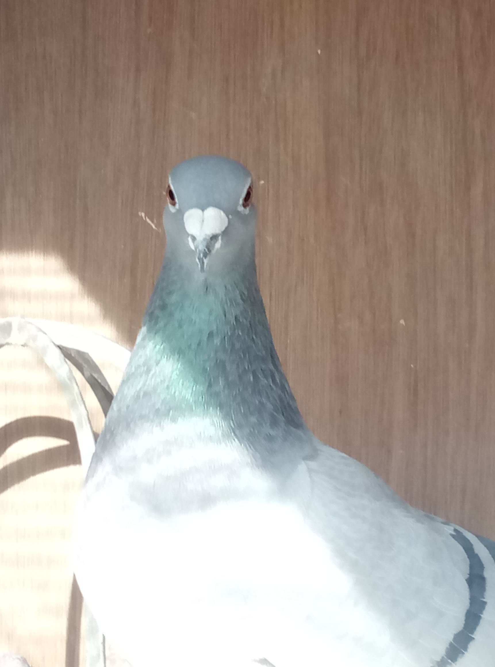 种鸽自由繁育,种鸽喂雏鸽多久重新配对