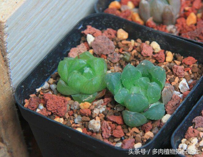缺光照射多肉,多肉缺光怎样预防徒长