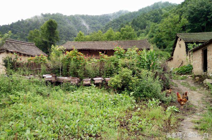 我们常吃的蜂蜜你真的了解它吗,蜂蜜是这样来的你还敢吃吗