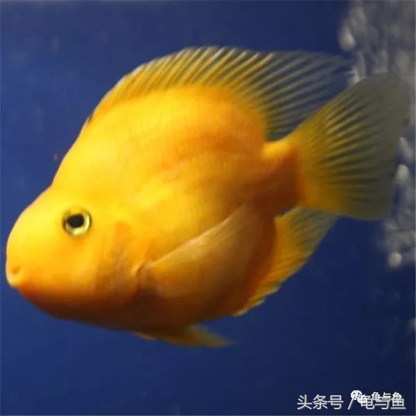 起头鹦鹉鱼介绍,白色鹦鹉鱼和黑白条鹦鹉鱼