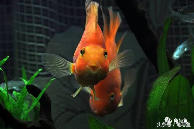 甩尾后的迷你鹦鹉鱼怎么饲养,迷你鹦鹉鱼的小鱼的饲养方法