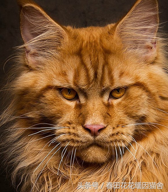 缅因知识科普,真实科普贴