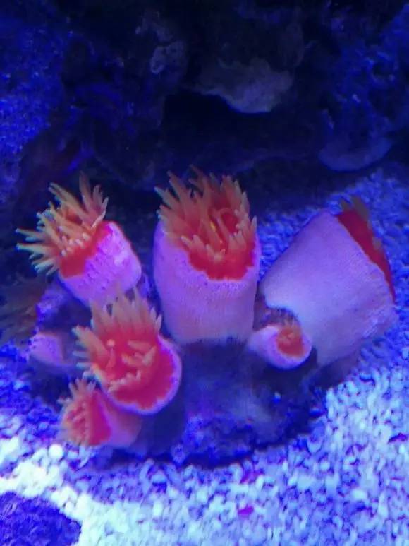 海缸变褐色,海缸变乳白色