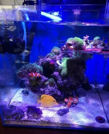 海缸变褐色,海缸变乳白色