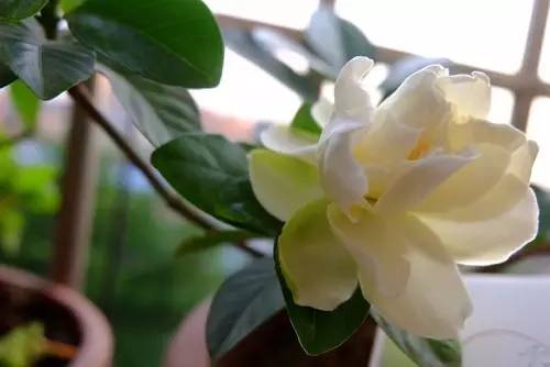 暗黑系石楠花退场的夏天,谁才是武汉新一轮的夏花担当?