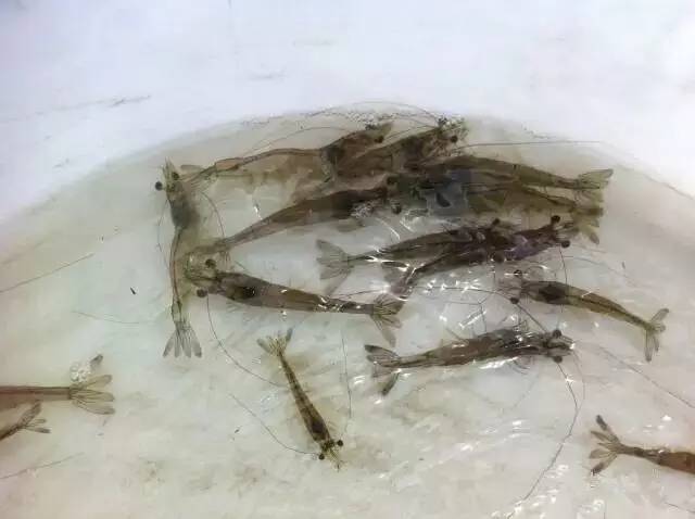 白对虾养殖甲裸藻怎样处理,海水养殖南美白对虾爆发血红裸藻