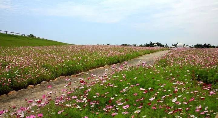 暗黑系石楠花退场的夏天,谁才是武汉新一轮的夏花担当?