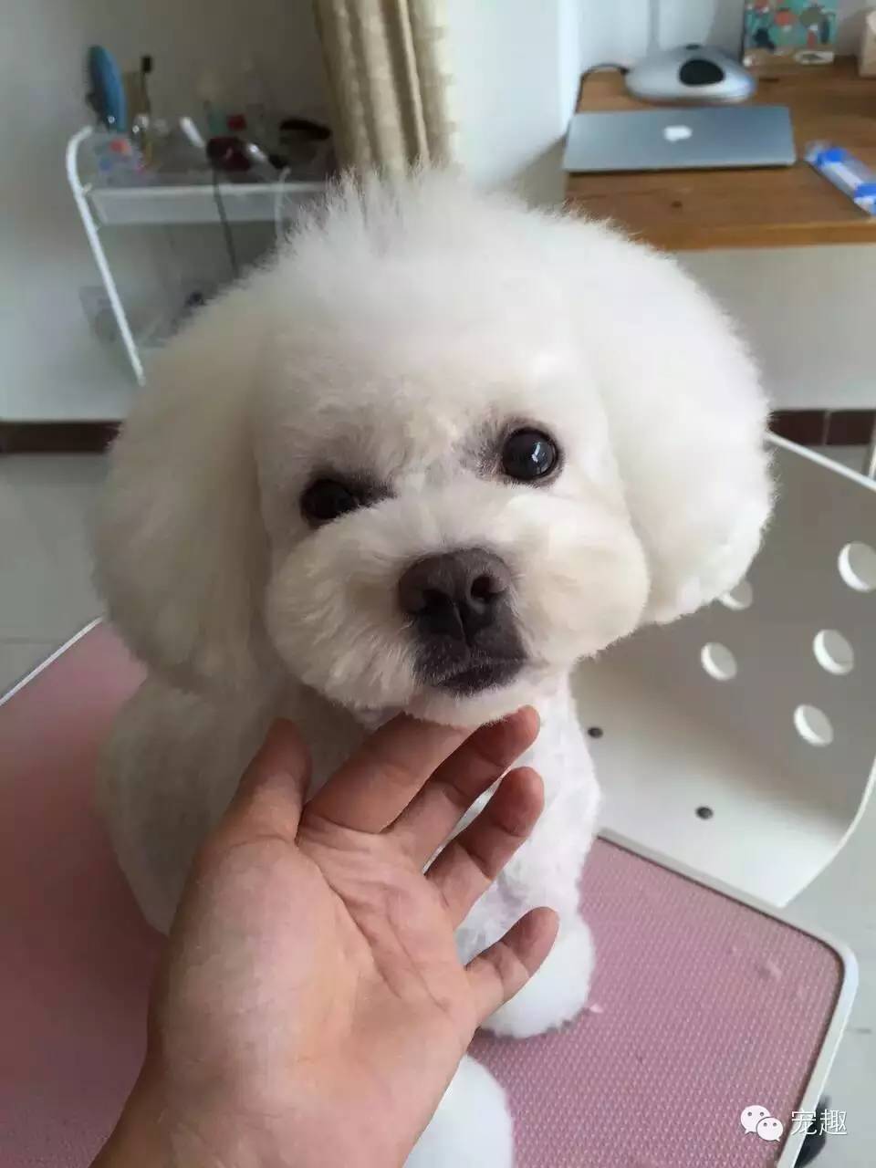 给宠物美容有什么讲究,猫狗去泪痕吃什么好