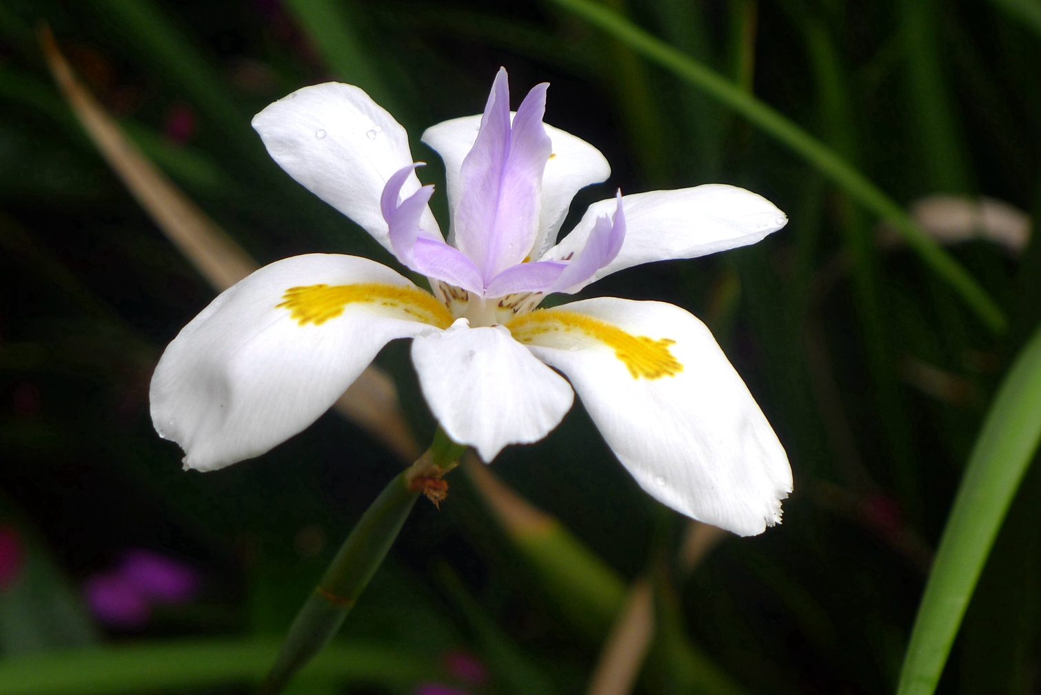 兰花玉肌翠骨、纯朴雅丽。