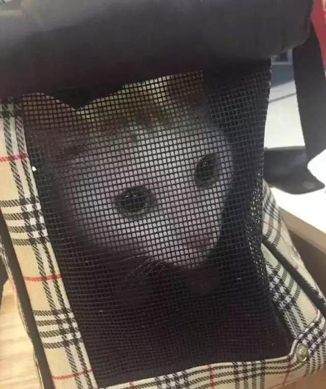 PO!闻主人臭脚狗狗转头作呕外国情侣办婚礼请1000只喵星