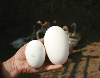 双黄蛋怎么形成？有下双黄蛋的特种家禽？能孵化出两只小鸡？