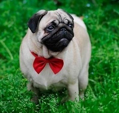 狗狗慢性支气管炎吃什么药,狗狗慢性支气管炎干咳吃点什么药