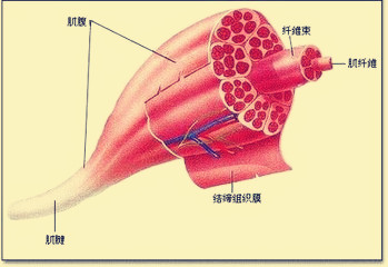 横纹肌溶解动画解说,龙虾横纹肌溶解症