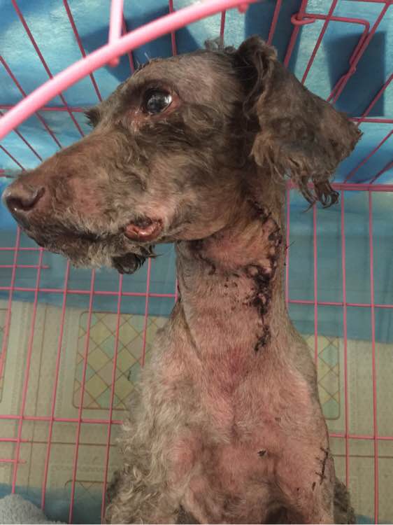 小狗脖子被撕烂险丧命，被缝48针惨不忍睹。