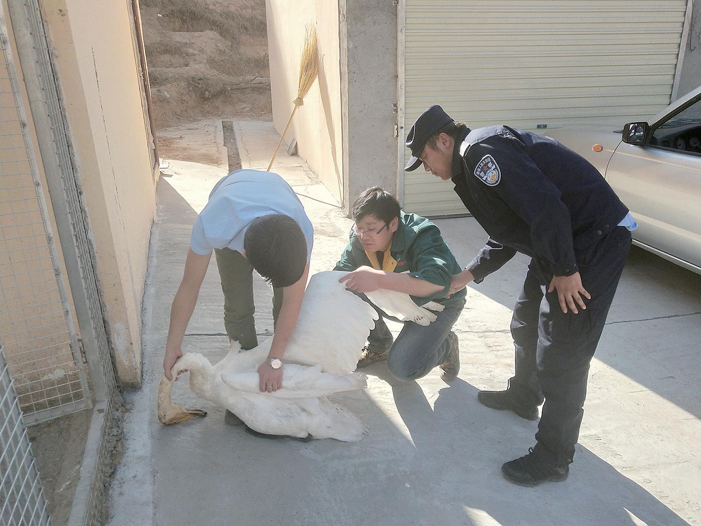 白天鹅受伤迫降宿松村民暖心救助,2只被冻在湖面天鹅获救
