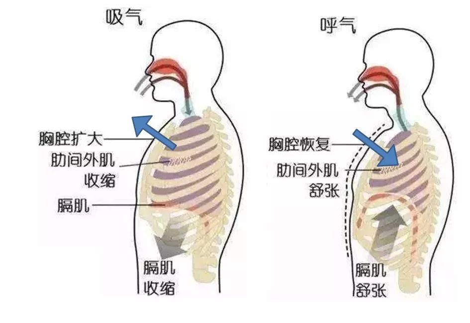 爱上健身的秘诀,为什么健身要控制呼吸