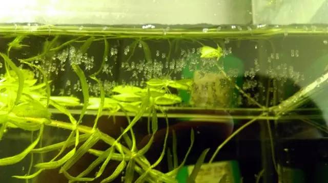 血脉奋“斗”历程--国斗繁殖实录(1)生命的起源