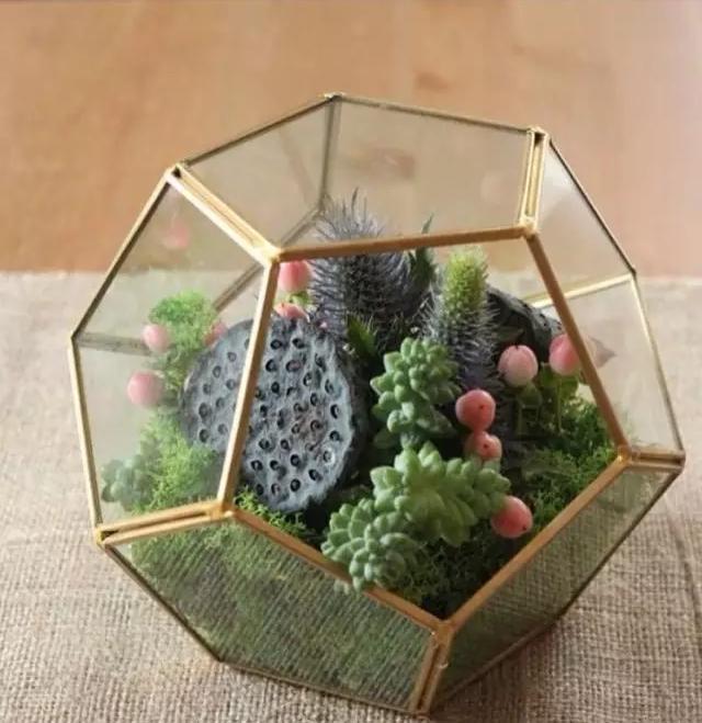 ins多肉,外国大神多肉