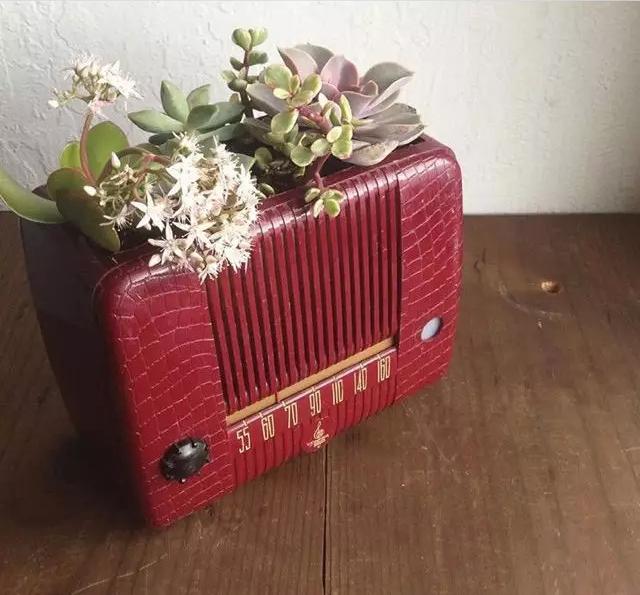 ins多肉,外国大神多肉