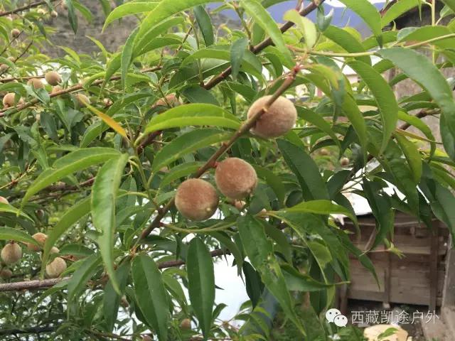 墨脱徒步攻略,墨脱雪山到热带雨林