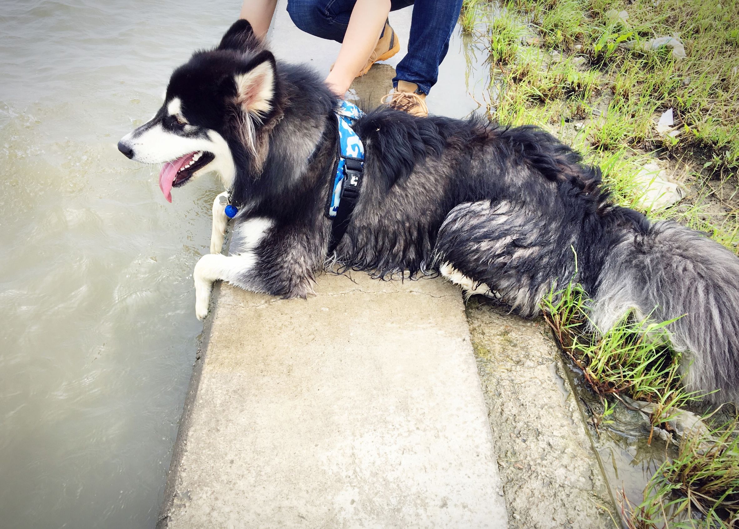 阿拉斯加犬智商排名第几,边牧和阿拉斯加智商谁高