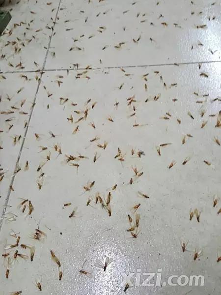 超恐怖！惠州一民居被几千只不速之客闯入