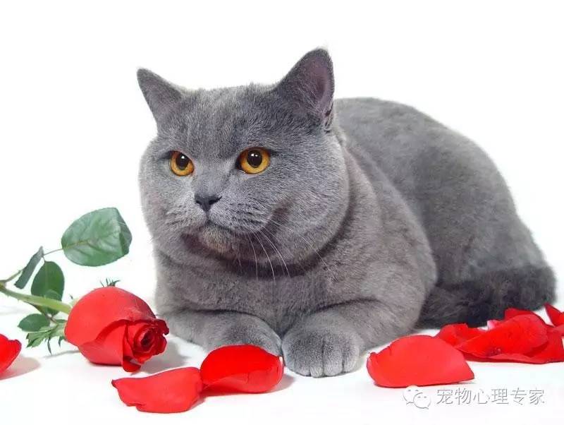 应粉丝要求：各类猫猫在北上广的报价，其他城市可以参考