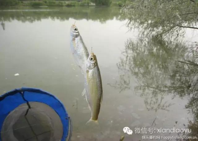 西安灞河钓鱼钓点,灞河路亚白条的钓点