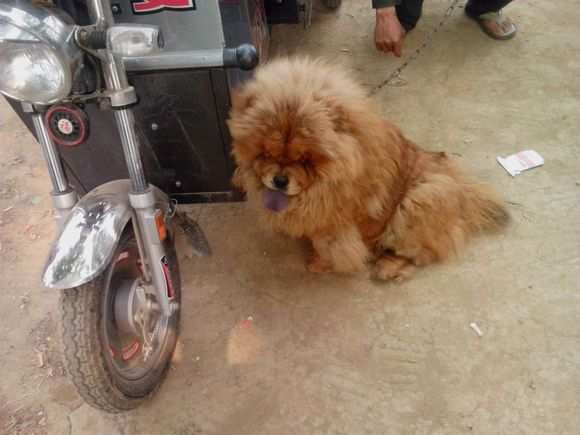 买狗遇到无良商家,买狗前一定要问店家问情