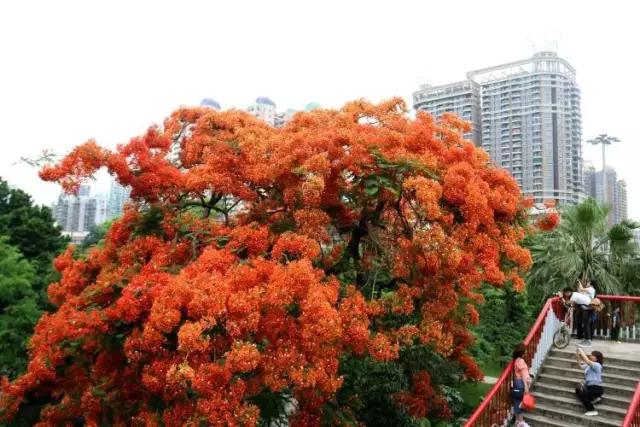 一广州人去迪拜，但最后回来哭着说