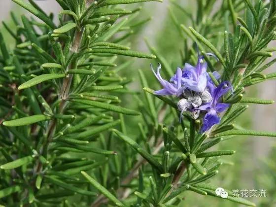 有驱蚊效果的适合室内种植的植物,夏日庭院必种的16种驱蚊植物