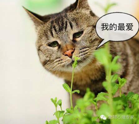 养猫新手入门必知猫薄荷,猫薄荷栽培方法有哪些