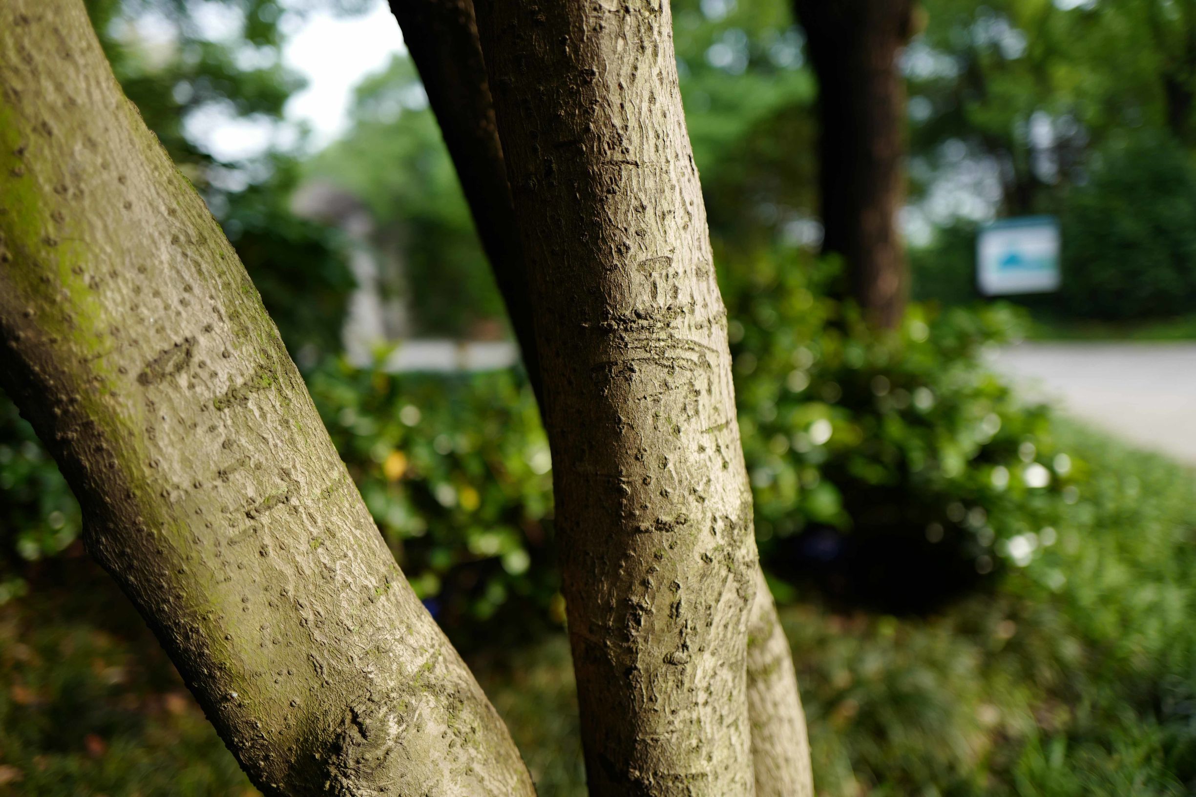 这才是德味-LeicaQ一个月使用报告