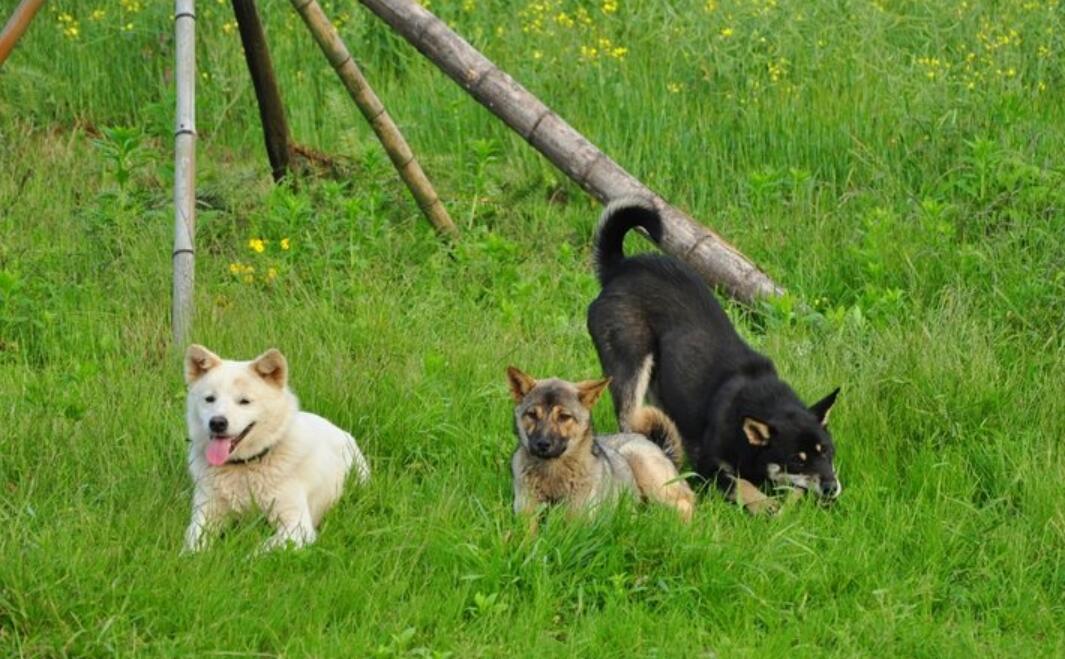 狗狗不吃东西怎么办图片,狗狗不吃东西怎么办搞笑