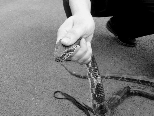 打蛇打七寸真的能把蛇打跑吗,遇到蛇可以打蛇打七寸吗