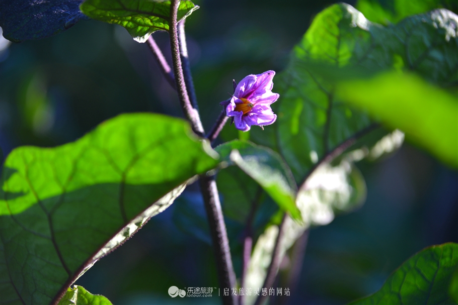 寻觅夏季的清凉,寻觅市井烟火感受光阴阑珊
