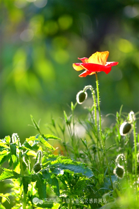 寻觅夏季的清凉,寻觅市井烟火感受光阴阑珊