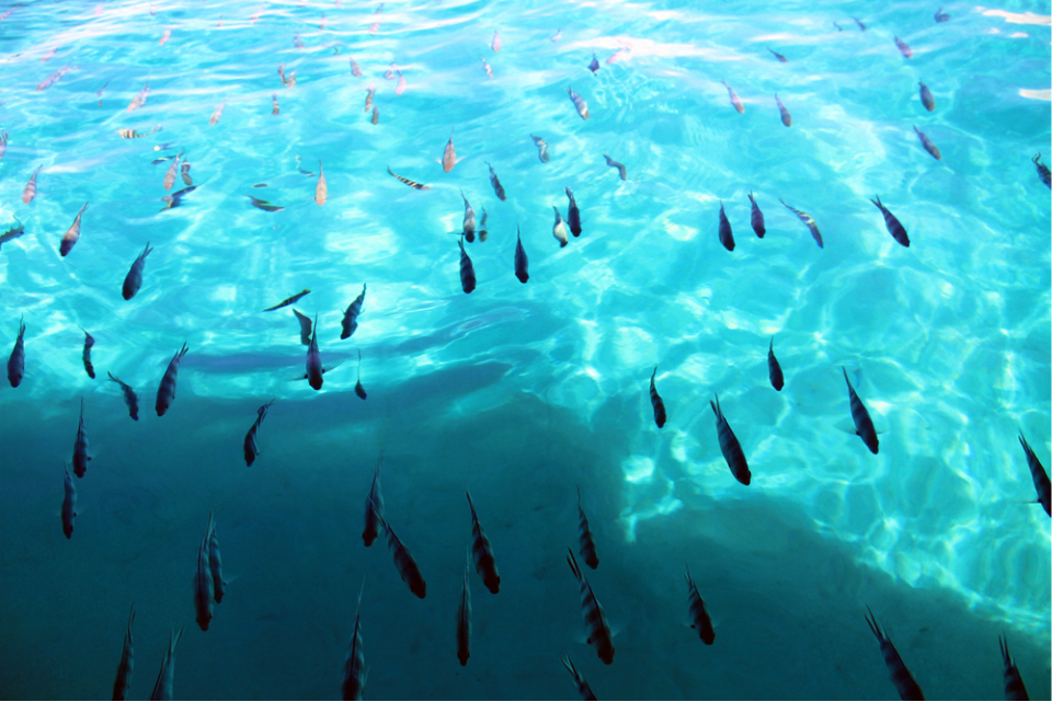 毛里求斯旅游度假区,毛里求斯旅行感觉