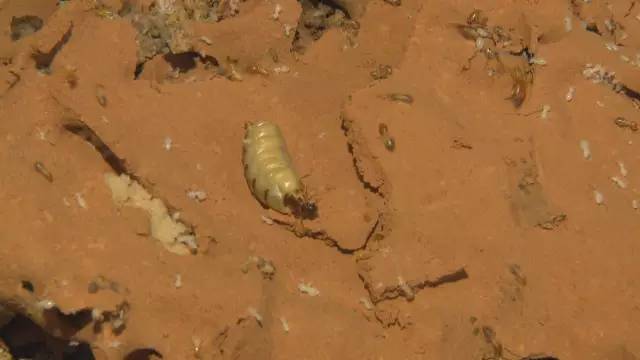 厦门“人蚁大战”！汀溪水库掘地三尺生擒食指粗的白蚁蚁后，这场面简直