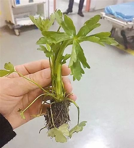 扩散丨清明扫墓，见到这种花千万不要摘，是毒药之王！