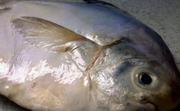 白鲳鱼什么时间肥美,东海鲳鱼什么季节最肥美