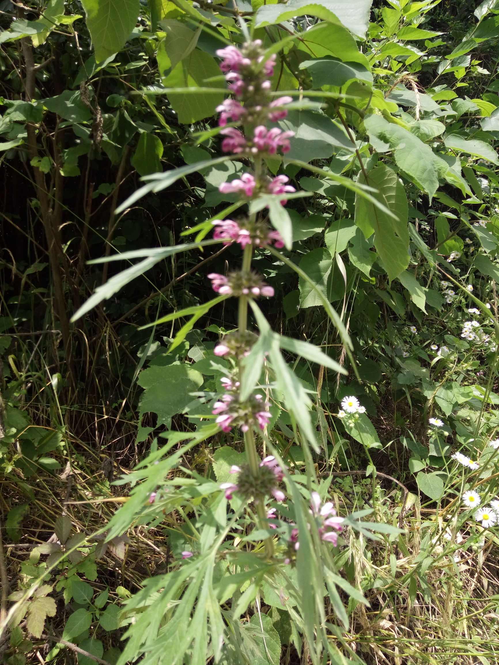 有母亲的人都是最幸福的,有母亲的人都是幸福的人