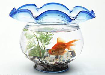 财源广进鱼缸背景图,鱼缸风水的正确摆放方法