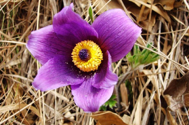 开花好看的野生中草药,这么美丽的花朵难得一见