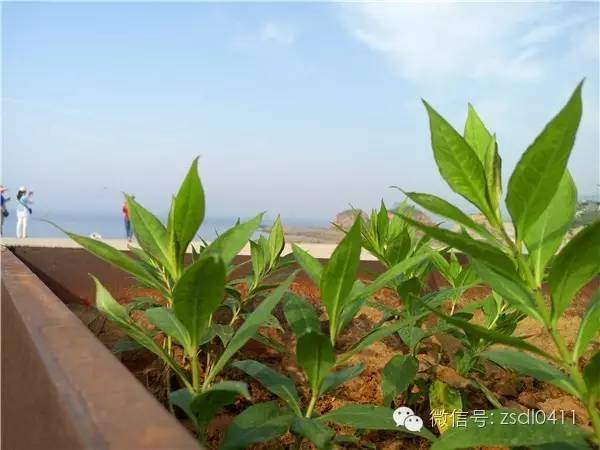 大连小众海边滨海路,大连最美海滨路在哪