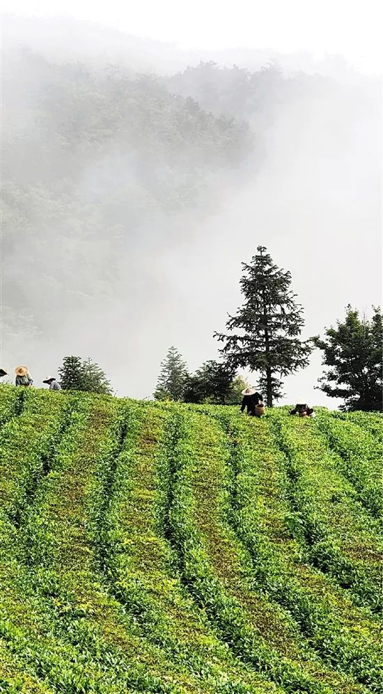 会稽之巅,东阳市婺州东白茶开采节