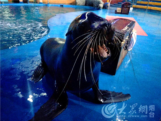 烟台：驯养师与海狮伙伴“贝克”的故事